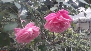 Chăm sóc Hồng cổ Sapa, rất đơn giản ma hoa rất Nhiều va to,.