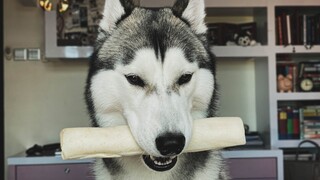 Give A Dog A Bone