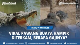 Viral Seorang Pawang Buaya hampir Diterkam saat Mengumpulkan Telur Buaya, Berapa Gajinya?