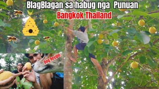 Sarap kumain ng prutas na pinaghirapang akyatin | Bangkok santol