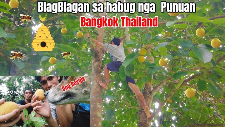 Sarap kumain ng prutas na pinaghirapang akyatin | Bangkok santol