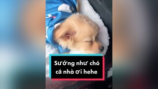 Sướng như chó haha. cunyeucuadua chó chócon chókhôn chócute chó_cưng chócon chókhôn chómèo xuhuong fyp