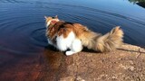 [แมวพันธุ์เมนคูน] ทดลองว่ายน้ำ