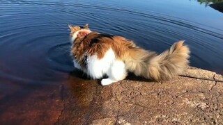 MaineCoon trys to swim