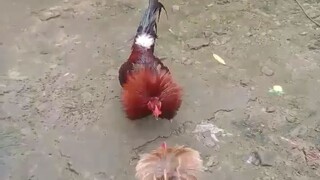 parehas balda kanan.