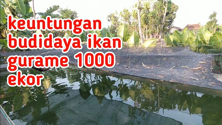ANALISIS KEUNTUNGAN BUDIDAYA IKAN GURAME 1000 EKOR