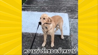 สัตว์เลี้ยงเพื่อนขนปุย : ความน่ารักของเจ้าหมาน้อย