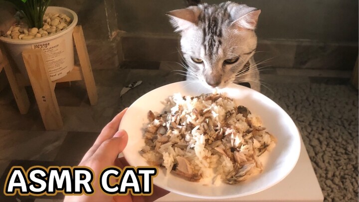 ASMR CAT |กินข้าวคลุกปลาทู
