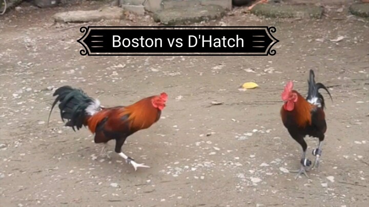 Boston Roundhead vs D'Hatch