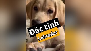 Trả lời   Đặc tính Labrador! thucung pet chó chó_cưng kcbweb nuoidaythucung thucungdethuong thucungdethuong