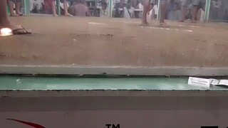 unang laban ni broodcock...muntikan pa madale....