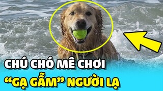 💥Chú chó THÂN THIỆN có sở thích chơi bóng cùng NGƯỜI LẠ trên bãi biển | TIN GIẢI TRÍ