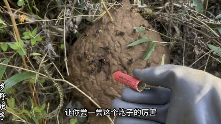 马蜂蜇人八针欢子用炮竹炸它三次