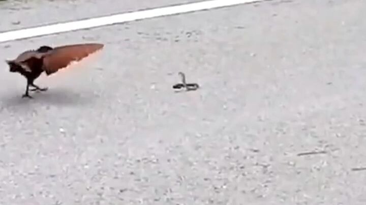 Bird vs small snake