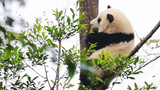 【Panda】Huahua climbs so high, but she comes down after a while~