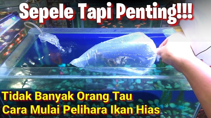 Tips & Cara Aman Pelihara Ikan Hias Bagi PEMULA