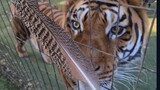 Tiger's reaction to a tiger feather?