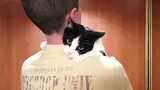 How a cat reacts when its owner pretends to abandon it
