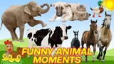CUTE LITTLE ANIMALS - CAT, DOG, CHICKEN, COW, ELEPHANT, HORSE - ANIMAL SOUNDS | FUNNY ANIMAL MOMENTS
