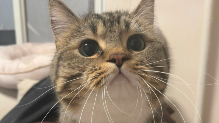 Why do people eat snacks without bringing cats?