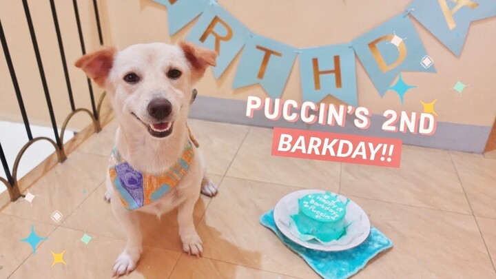 Dog’s Birthday Celebration (Puccin D' Aspin)