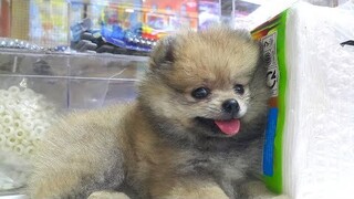 CHÚ CHÓ PHỐC SÓC POMERANIAN DỄ THƯƠNG QUÁ | TN's Collection |