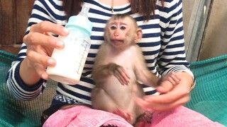 Lay Heang monkey and his milk