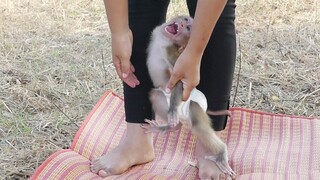 OMG!! Both Little Monkey Crying Loudly When Mom Put His Down To Walking Play Outside