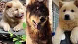 Peliharaan Lucu | Anjing yang Sangat Lucu