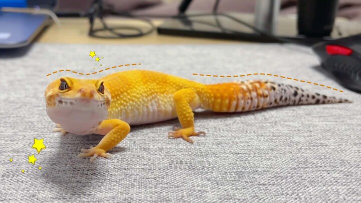 When a leopard gecko walks on a heating table pad 