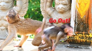 Mother Teva Chasing Teenaged Monkeys Out Due to Disturbances