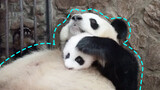Panda besar Cheng Da menjadi kasur lompat, empuk sekali!