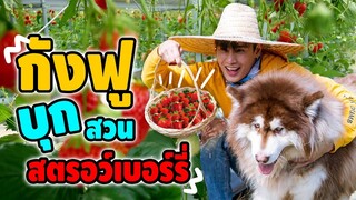 ตัวป่วนมาแล้ว!? พาแก๊งหมีเที่ยวสวนสตรอว์เบอร์รี ฮาๆ l ก็ผมมีลูกเป็นหมา EP.96