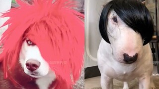 Tik Tok Trung Quốc Thú Cưng Cute – Hài Hước | Chó Mèo Hài Hước | Try Not To Laugh Funny Animals