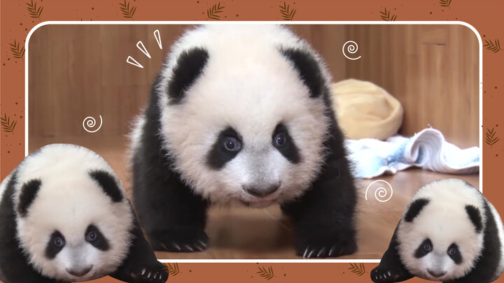 Sichuan is overrun with pandas! One for everyone!