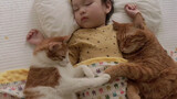 Pet|Ginger Cat sleeps with the little owner