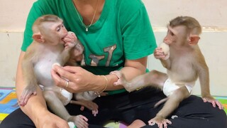 Both Lovely Baby Lion & Sono Very Delicious Eat Rambutan Fruits