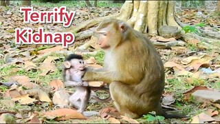 OMG Bad Kidnapper Monkey Mistreat Baby Jayden Very Much, Jade Try To Save Baby Till Get Baby Success