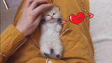[Animals]Listen to kitties'purring