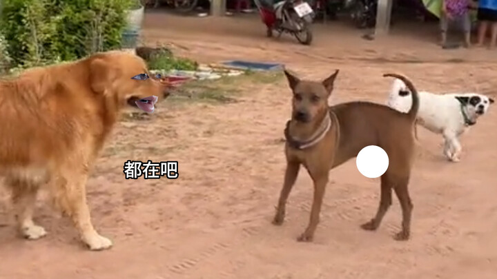 Golden Retriever: Are you the one in charge?