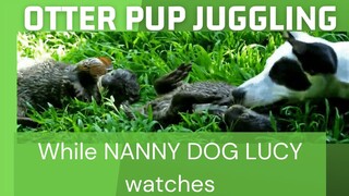 Cute OTTER PUPS TUSSLING in the grass WITH NANNY DOG LUCY! TOO CUTE! Sweetest EVER.💖