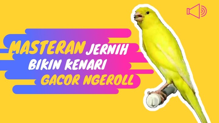 MASTERAN KENARI DURASI PANJANG JERNIH Pancingan Suara Kenari Macet Biar Gacor Ngeroll