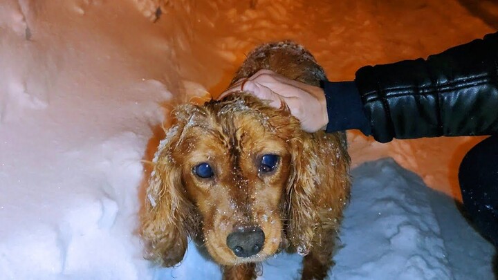 [Animals]Rescue a stray dog who was about to freeze to death