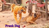 Wow!!! Fake Tiger Prank || Fake Tiger Prank Dog || Just For Laughs Funny 2021