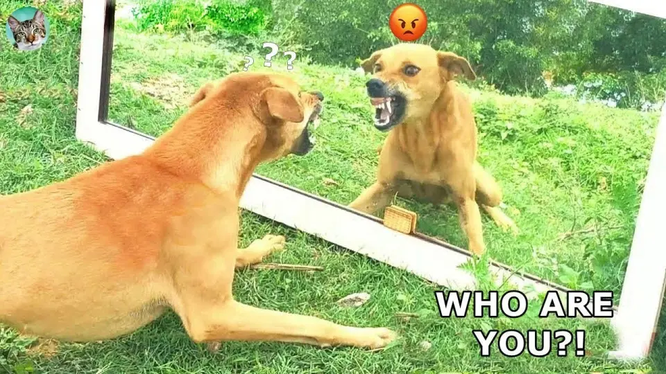 Scared Dog Reaction - Funny Animals Videos P4| Amazing Animals - Bilibili