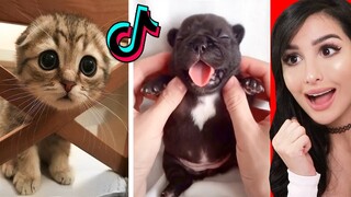 Cute Animals on Tik Tok That Will Make You Laugh