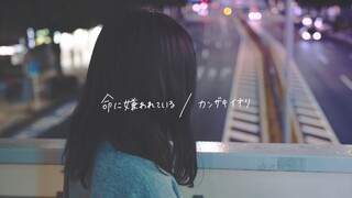 我边哭边唱《命に嫌われている。（生活憎恨我。）》【Kohana Lam】