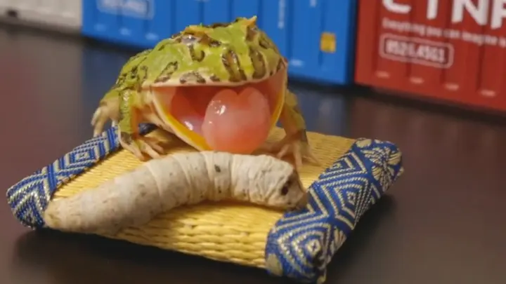 当店の記念日 Frog eats the Gold moon クルバオ・パンディット師