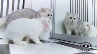 Chubby Cat JOY meets bunny LAPA for the first time