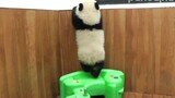 [Hewan]Panda bermain dengan kuda goyang|<Er Zuo Ju>
